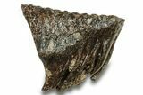 Fossil Woolly Mammoth Molar - Siberia #259937-3